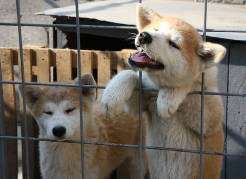 Puppies of Japanese dog Akita Inu in their cage