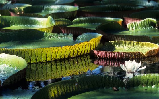 Giant Amazon water lily (Victoria amazonica)
