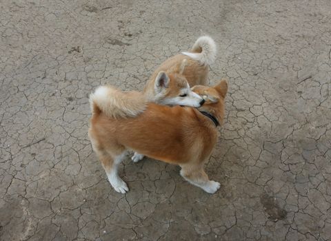 Two Akita Inu puppies  playing in the yard