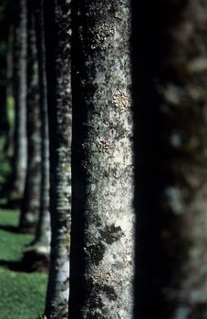 Line of trees in a botanical garden