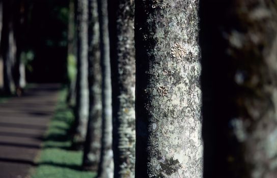 Line of trees in Botanical garden