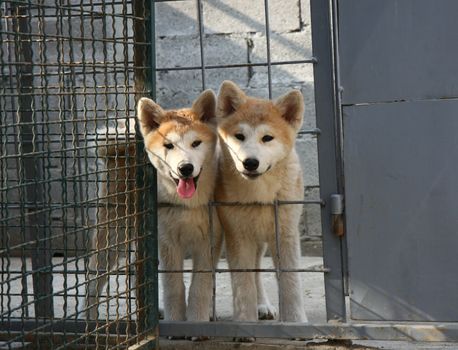 Puppies of Japanese dog Akita Inu in their cage