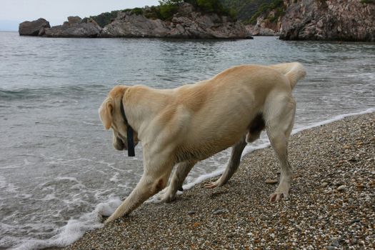 Labrador enjoys playing at the beach