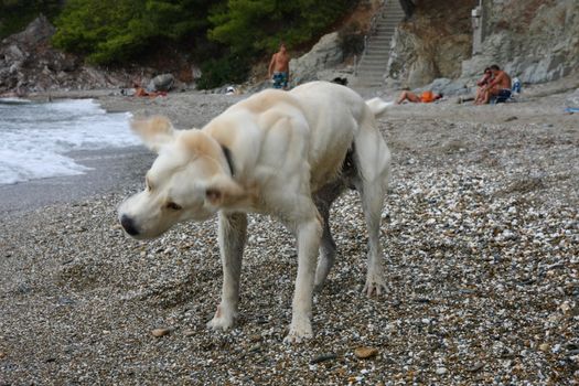Labrador enjoys playing at the beach