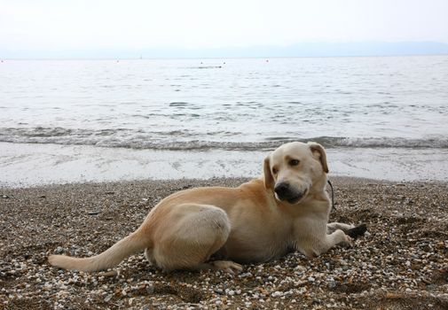 Labrador enjoys playing at the beach