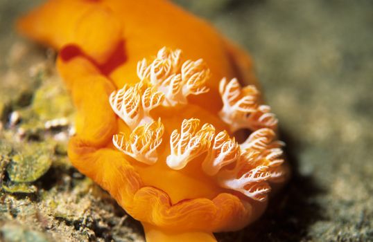 Bright Orange Spanish Dancer Nudibranch