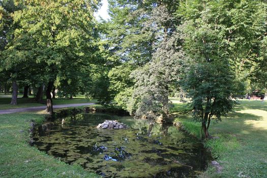 Small pond with water lily in the park