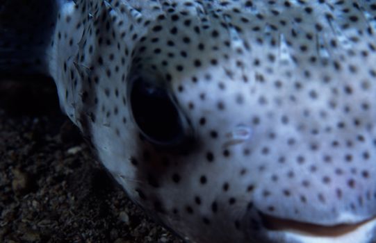 Porcupine fish