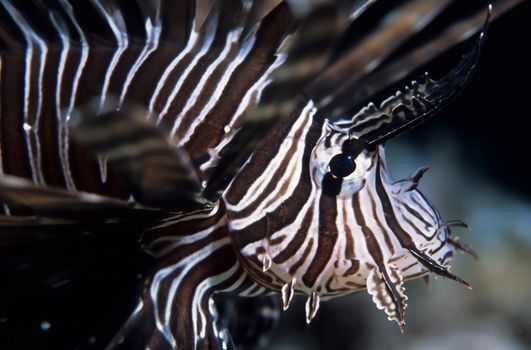 Lionfish