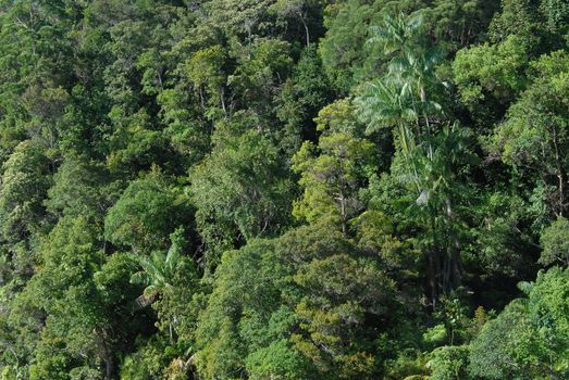 Jungle Canopy