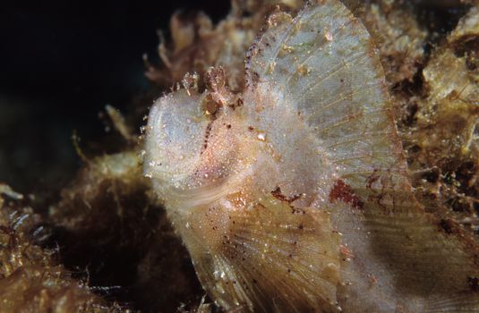 Tropical Leaf fish