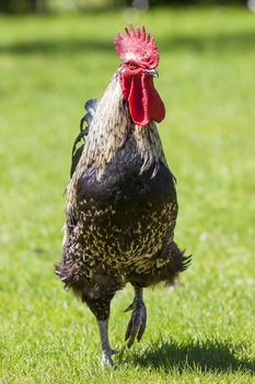 Cock on green grass under sunlight