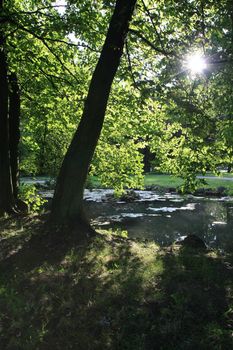 Small pond with water lily in the park