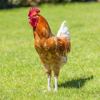 Beautiful cock on green grass in spring