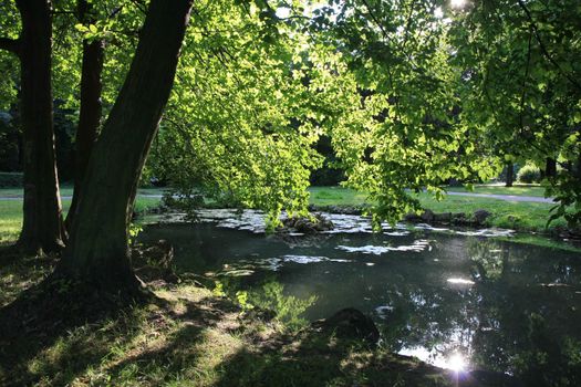 Small pond with water lily in the park
