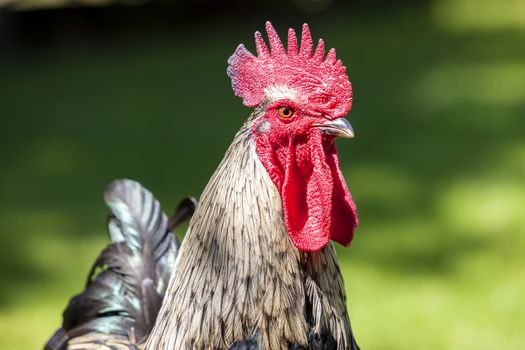 Portrait of cock in the spring