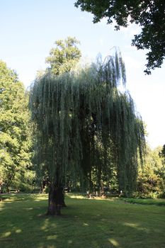 Weeping Willow in the city park