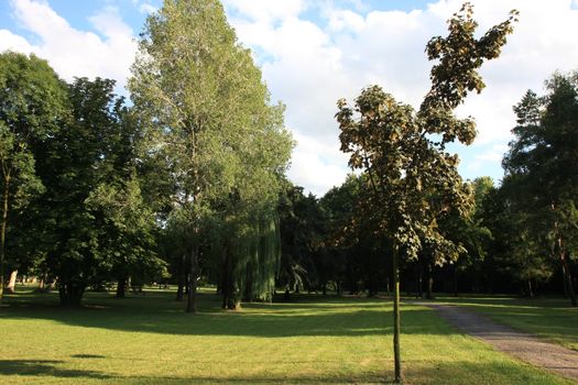 Green grass and trees in the city park