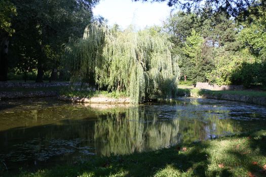 Weeping Willow on islet in the pond in the city park