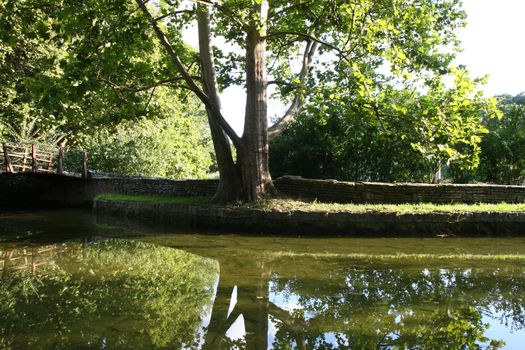 Tree reflection in small pond  in the city park