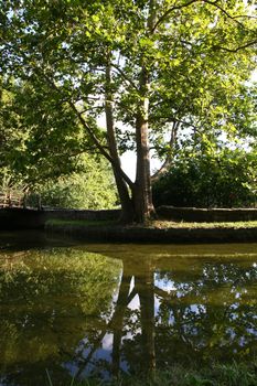 Tree reflection in small pond  in the city park