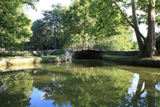Tree reflection in small pond  in the city park