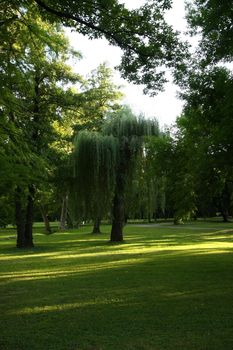 Weeping Willow in the city park