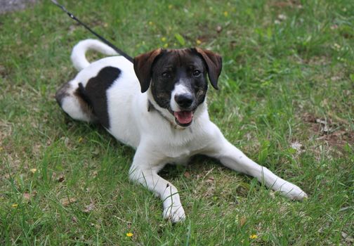 Lovely mongrel dog posing in the field on the Serbian mountain Zlatibor