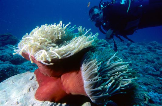 Diver with large red Anemone