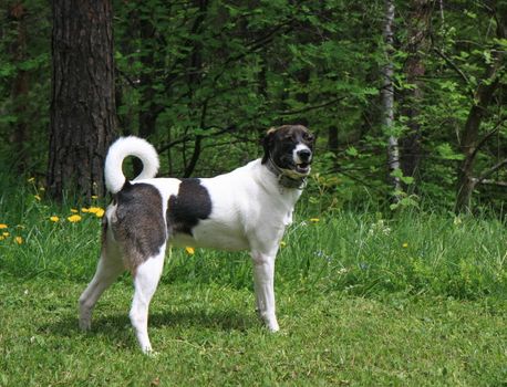 Lovely mongrel dog posing in the field on the Serbian mountain Zlatibor