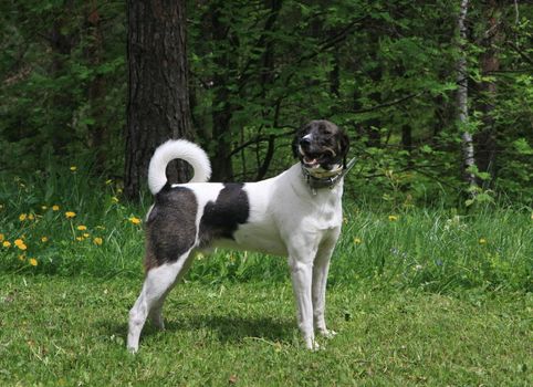 Lovely mongrel dog posing in the field on the Serbian mountain Zlatibor