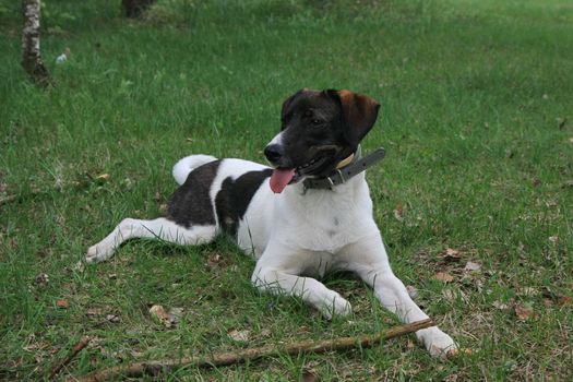 Lovely mongrel dog posing in the field on the Serbian mountain Zlatibor