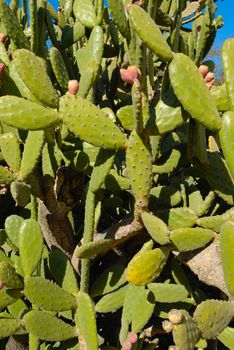 Opuntia, also known as nopales or paddle cactus, is a genus in the cactus family, Cactaceae.