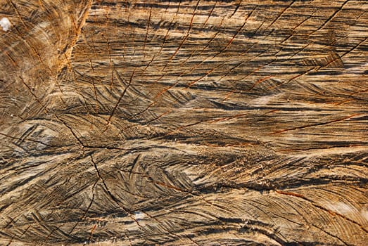 Background of a cross section of a tree trunk 