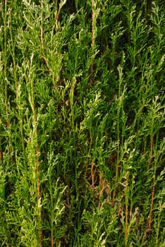 Background of green leaves of a cypress