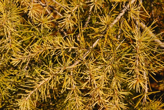 Background of leaves of a pine tree