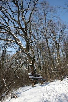Bench in front of tree on the mountain Avala nearby Belgrade,Serbia