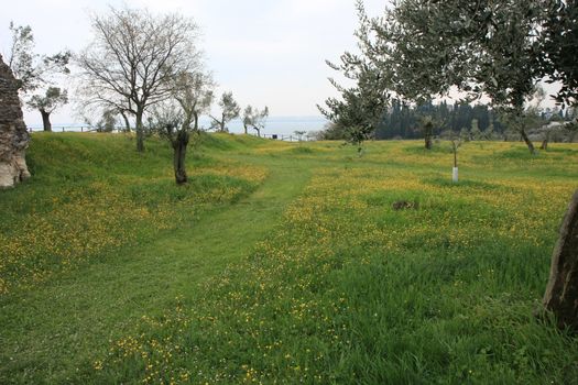 Flowers in the meadow on the top of Roman ruins of Catull Grottos at  Sirmione, Lake Garda, Italy.