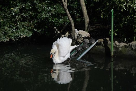 Swan entering the lake with turtles behind