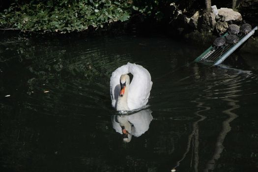 Swan floating in the lake