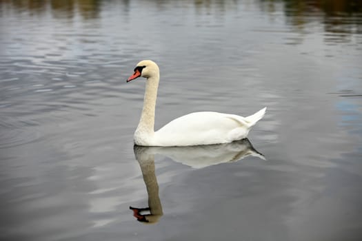 swan screamer pure white angel