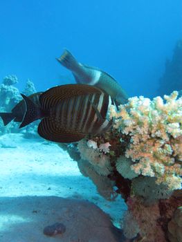 Red Sea sailfin tang with coral reef at the bottom of tropical sea on blue water background