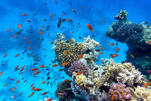 coral reef with soft and hard corals with exotic fishes anthias on the bottom of tropical sea  on blue water background