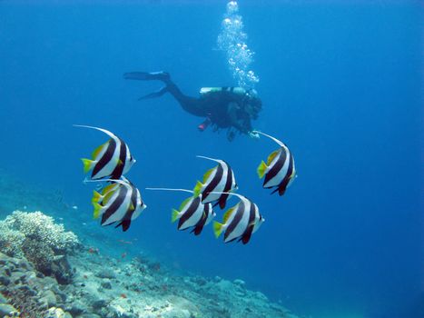 diver with shoal of butterfyfishes in tropical sea