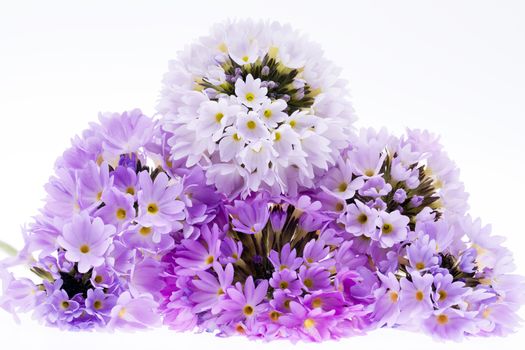 some violet spring  flowers of  primula isolated on white background