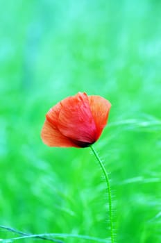 Red poppies blooming in the wild meadow 