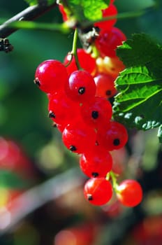 A branch of red currant over natural background