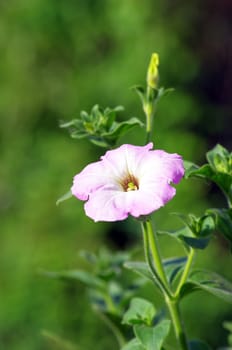 A cluster of purple petunias hanging on tree close up 