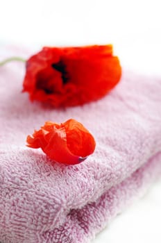 Poppy Flower over Rolled towel