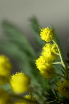 Mimosa flowers against green leaves